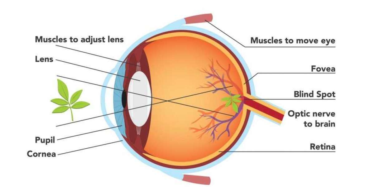 Need Alternatives For Cataract Operations? Take A Look At This