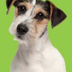 Content Puppy Profile Picture