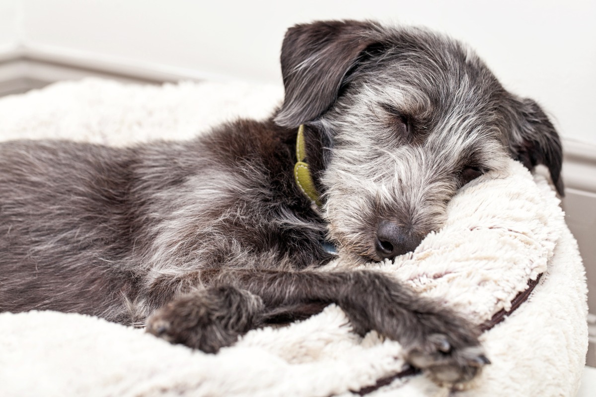 Do Calming Dog Beds Work? - My Pet World App