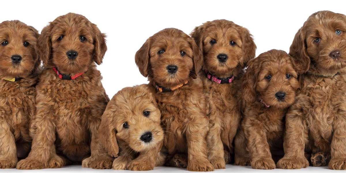 Goldendoodle Puppies for Sale in Oklahoma: A Perfect Blend of Intelligence and Cuteness