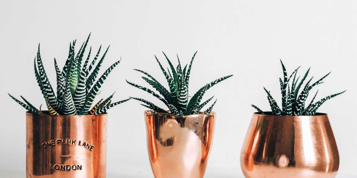 Trendy Plant Pot Ideas to Transform Your home